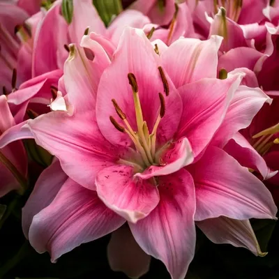 The Allure of Rosa's Rose Lilies: Petal-Perfect and Pollen-Free