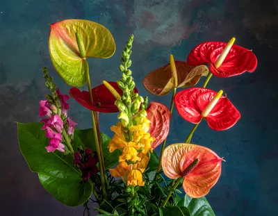The Sculptural Beauty of Anthurium